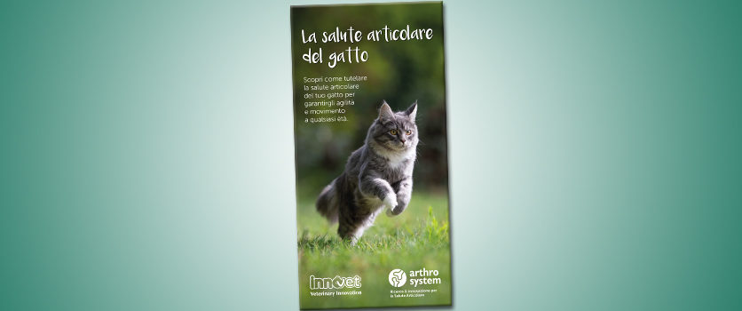 Una nuova guida per la salute articolare del gatto