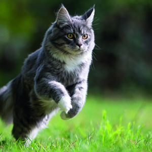 Un nuovo test per scoprire il dolore articolare del gatto