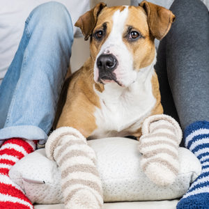Italiani e animali: un rapporto che non conosce crisi