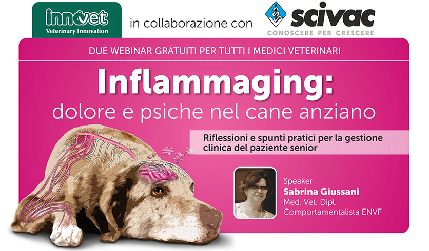 Webinar Innovet: Inflammaging e dolore cronico nel cane anziano