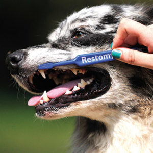 Alzi la mano chi spazzola i denti al cane