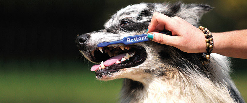 Alzi la mano chi spazzola i denti al cane