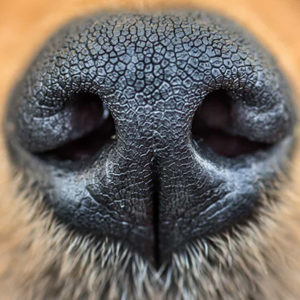 Il fiuto dei cani contro il Coronavirus?