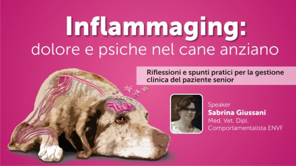 Inflammaging: dolore e psiche nel cane anziano - PRIMA PARTE