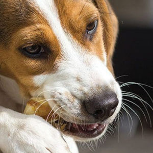Salute orale del cane e del gatto: l’unione fa la forza.