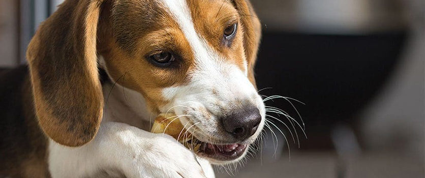 Salute orale del cane e del gatto: l’unione fa la forza.