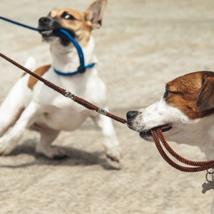 Anche i cani “soffrono” di adolescenza