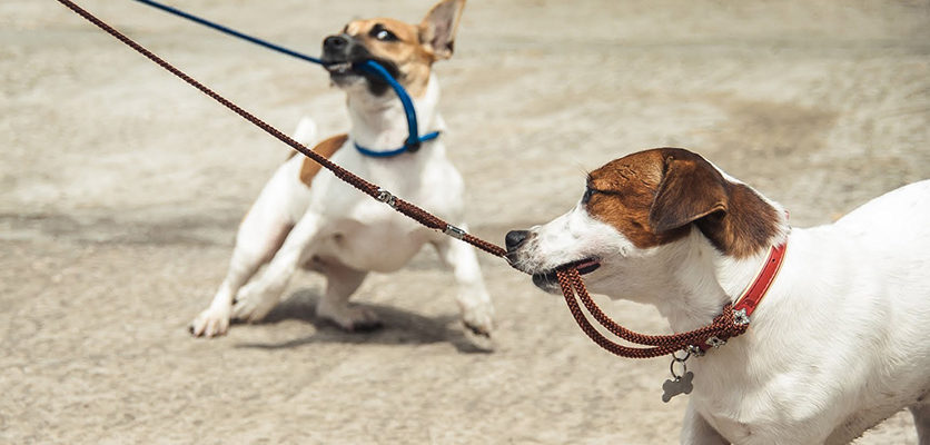 Anche i cani “soffrono” di adolescenza