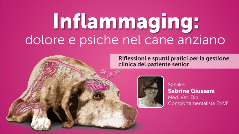 Inflammaging: dolore e psiche nel cane anziano - SECONDA PARTE