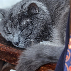 Gatto anziano, consigli per il suo benessere