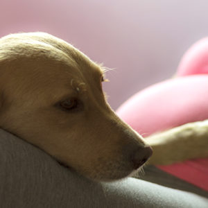 I cani in famiglia proteggono i neonati dalle allergie alimentari
