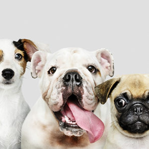 Razza, età e stato riproduttivo incidono sul rischio di alcune malattie del cane