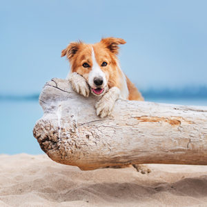 Un’estate da cani!