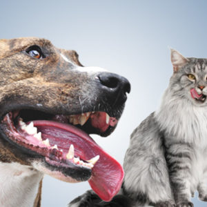 Nuove linee guida per la salute orale di cani e gatti