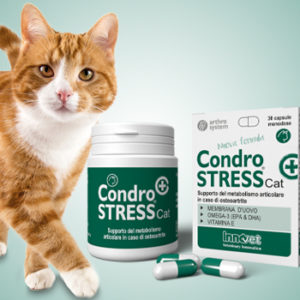 Condrostress®: una nuova formula per gatti in fase cronica