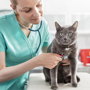 Le malattie del gatto anziano