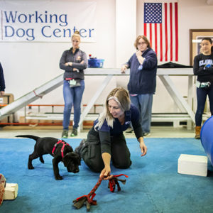Un fitness per le articolazioni dei cani da lavoro