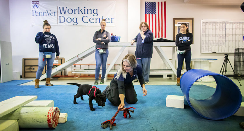 Un fitness per le articolazioni dei cani da lavoro