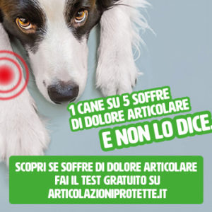 Arriva un test per scovare il dolore nascosto di cani e gatti.