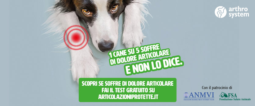 Arriva un test per scovare il dolore nascosto di cani e gatti.