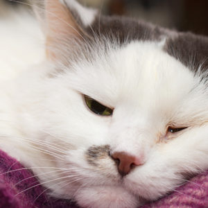 Le infezioni virali favoriscono il declino cognitivo del gatto anziano