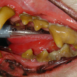 Diagnosi di razza della malattia parodontale del cane