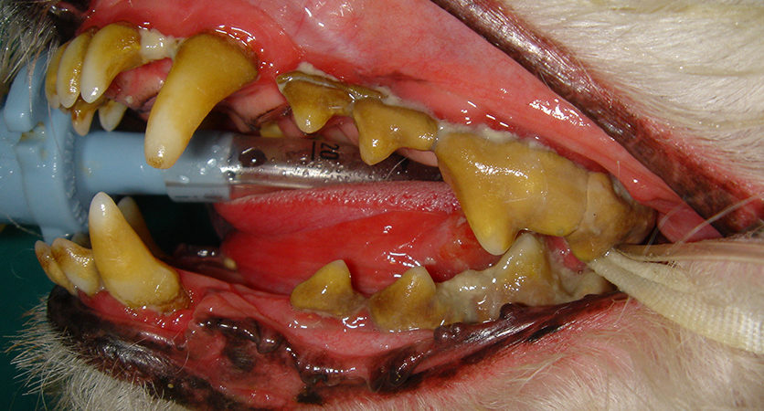 Diagnosi di razza della malattia parodontale del cane