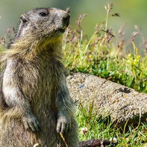 Caccia alle marmotte: una sentenza ne conferma l’illegittimità