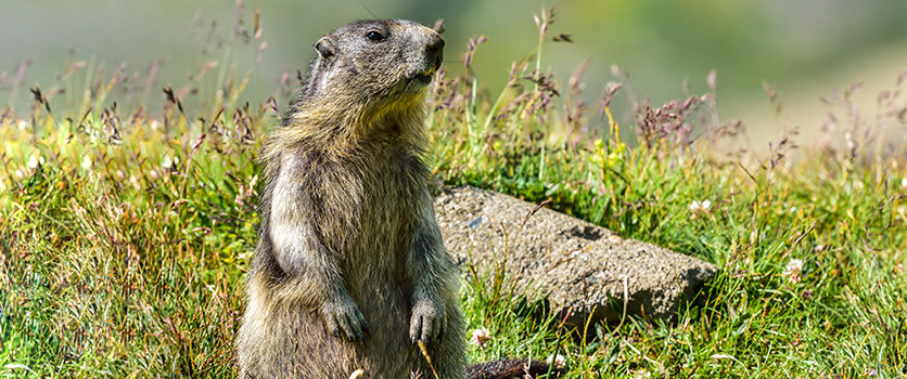 Caccia alle marmotte: una sentenza ne conferma l’illegittimità