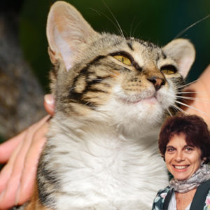 Il benessere cognitivo dei gatti “diversamente giovani”