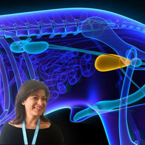 Un nuovo video di Urologia su Innovet Video Academy