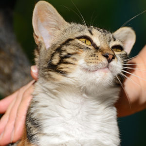 Un nuovo webinar sul gatto “diversamente giovane”