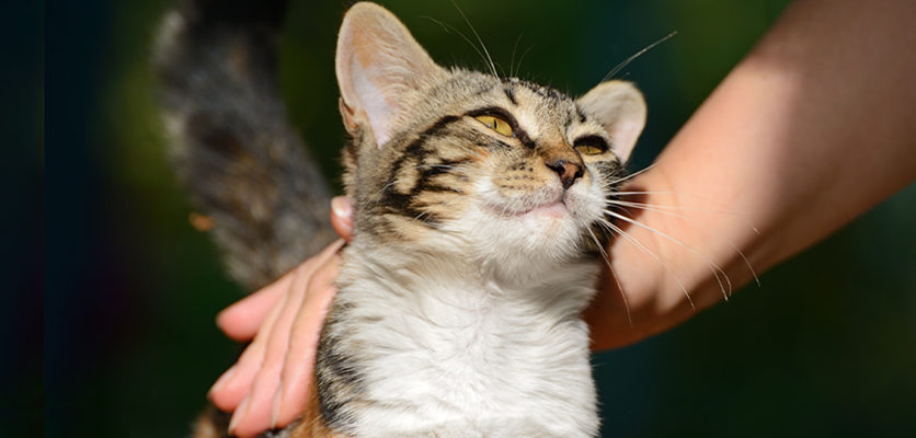 Un nuovo webinar sul gatto “diversamente giovane”