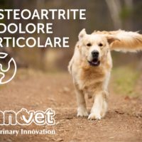 Interventi nutrizionali mirati all’Osteoartrite