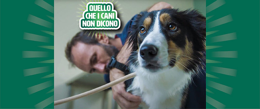 Una nuova video-serie web sui problemi articolari del cane