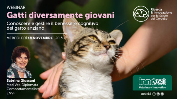 Gatti diversamente giovani