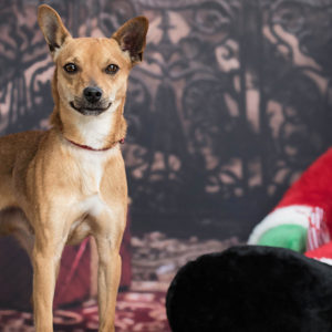 Calendario dell’Avvento: già adottati 5 cani
