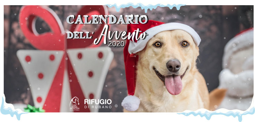 A Natale dona un futuro migliore ai cani senza famiglia