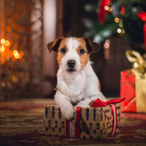 Cuccioli a Natale? Non è il regalo giusto!