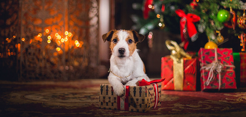 Cuccioli a Natale? Non è il regalo giusto!