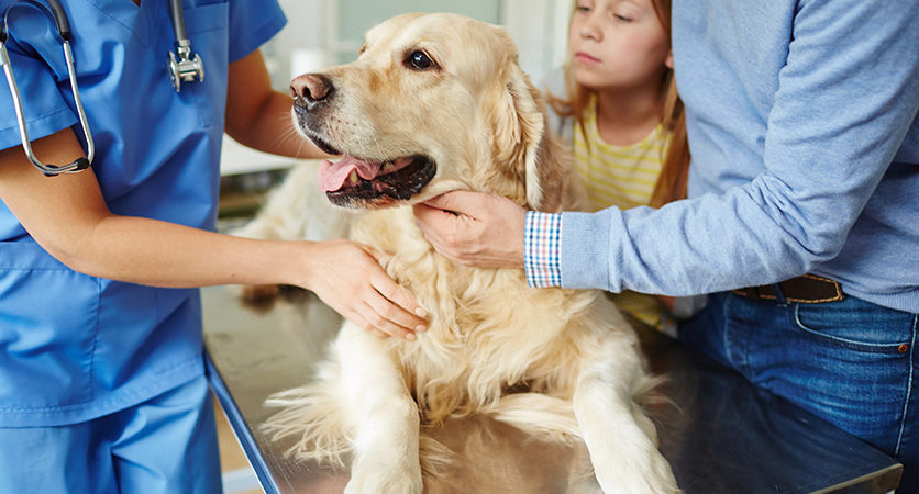 Dolore articolare del cane, un problema ancora trascurato