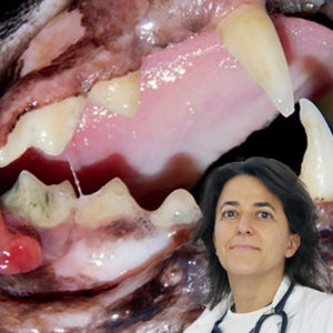 Un nuovo webinar Innovet sull’Odontostomatologia felina