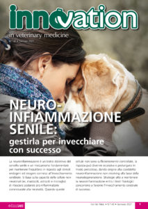 Neuroinfiammazione senile: gestirla per invecchiare con successo.