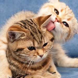 Osteoartrite del gatto: i rischi iniziano in giovane età