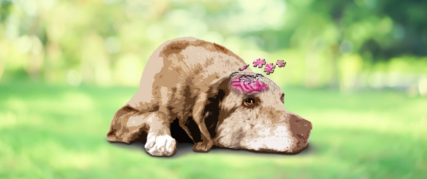 Demenza senile del cane: un semplice prelievo per identificarla precocemente