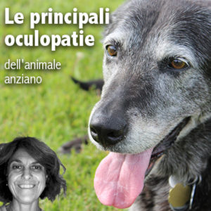 Un webinar sulle malattie oculari del cane anziano