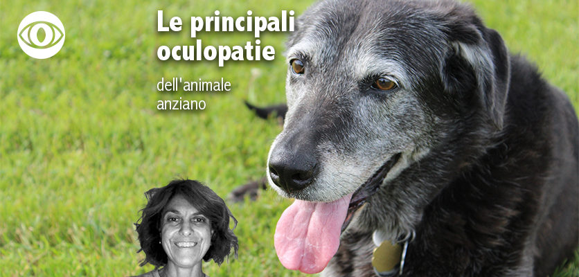 Un webinar sulle malattie oculari del cane anziano