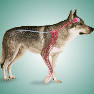 La micro-PEA come strumento dietetico per il dolore cronico di cani e gatti