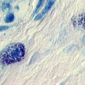 Scoperto il meccanismo del riassorbimento dentale nel gatto