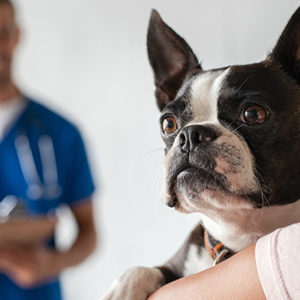 Il ruolo del proprietario nella terapia delle malattie del cane e del gatto